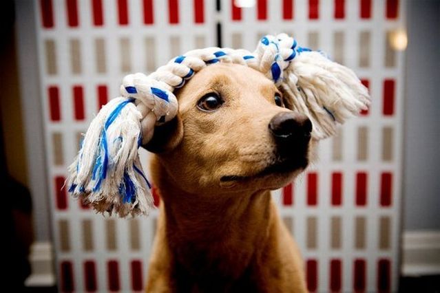 Chuck - the new star of the Internet (51 pics)