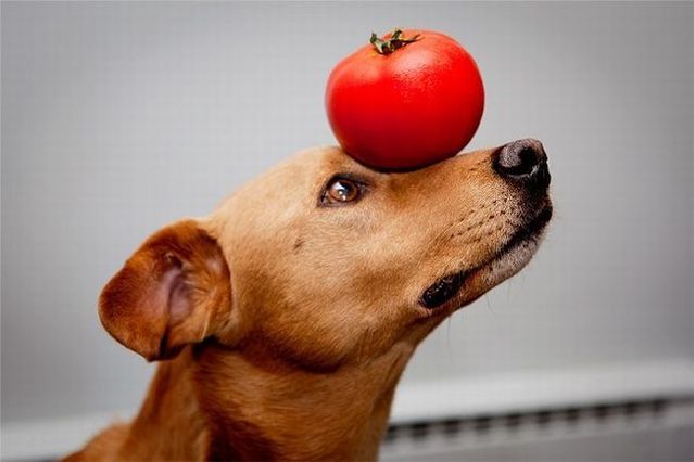 Chuck - the new star of the Internet (51 pics)