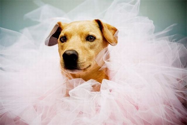 Chuck - the new star of the Internet (51 pics)