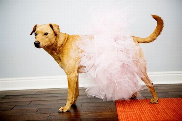 Chuck - the new star of the Internet (51 pics)