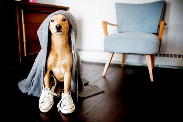 Chuck - the new star of the Internet (51 pics)