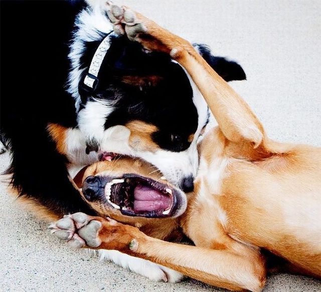 Chuck - the new star of the Internet (51 pics)