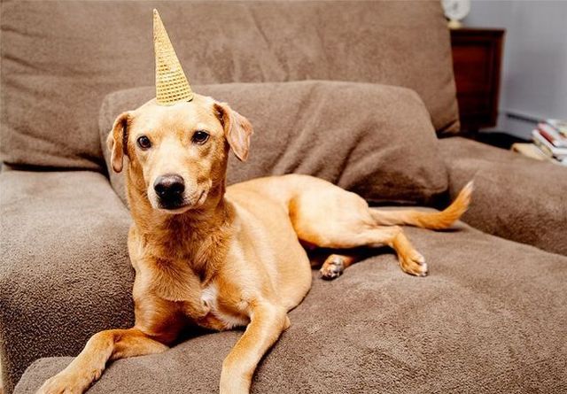 Chuck - the new star of the Internet (51 pics)