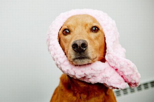 Chuck - the new star of the Internet (51 pics)
