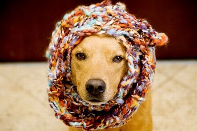 Chuck - the new star of the Internet (51 pics)