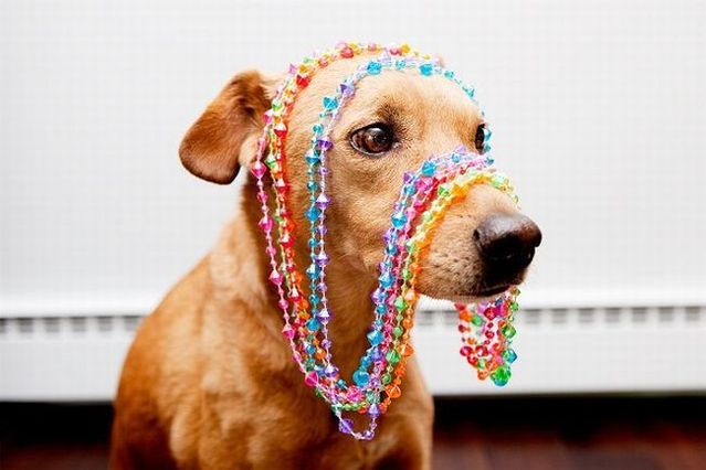 Chuck - the new star of the Internet (51 pics)