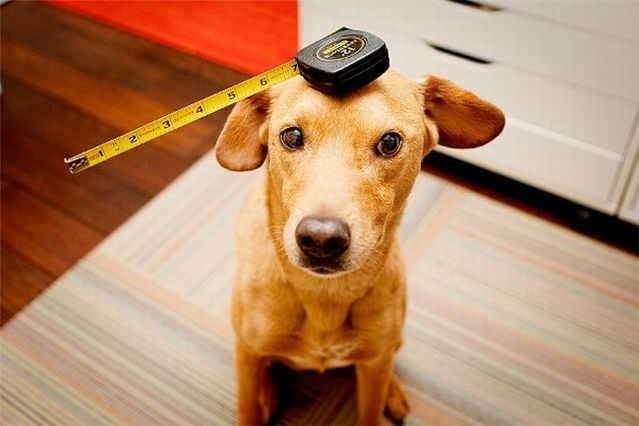 Chuck - the new star of the Internet (51 pics)