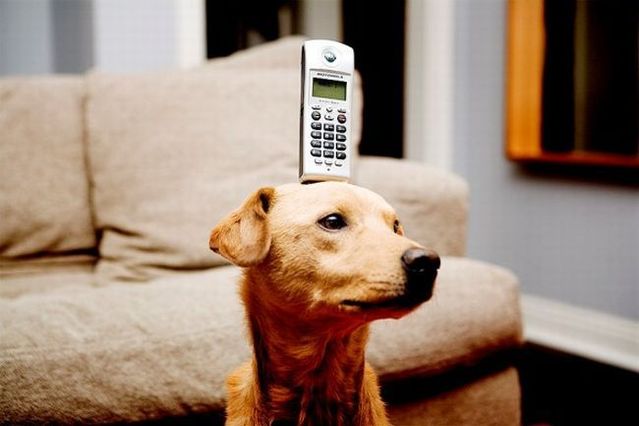 Chuck - the new star of the Internet (51 pics)