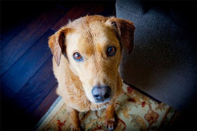 Chuck - the new star of the Internet (51 pics)