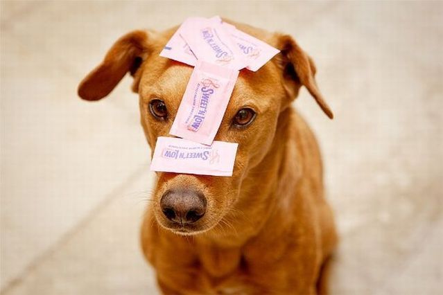 Chuck - the new star of the Internet (51 pics)