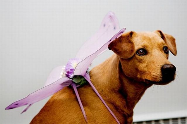 Chuck - the new star of the Internet (51 pics)
