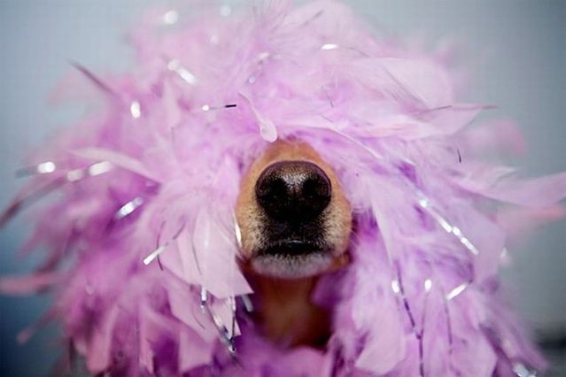 Chuck - the new star of the Internet (51 pics)