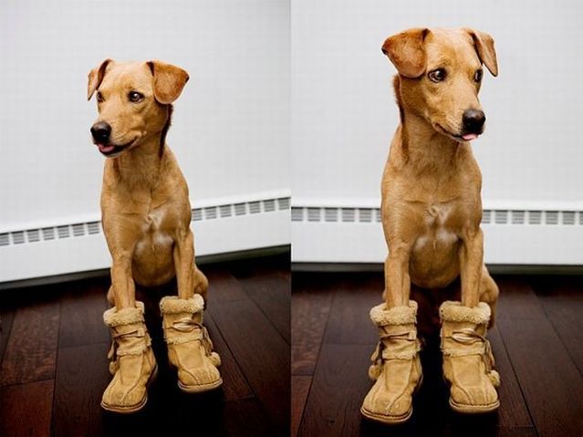 Chuck - the new star of the Internet (51 pics)