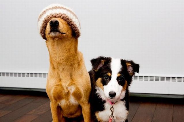 Chuck - the new star of the Internet (51 pics)