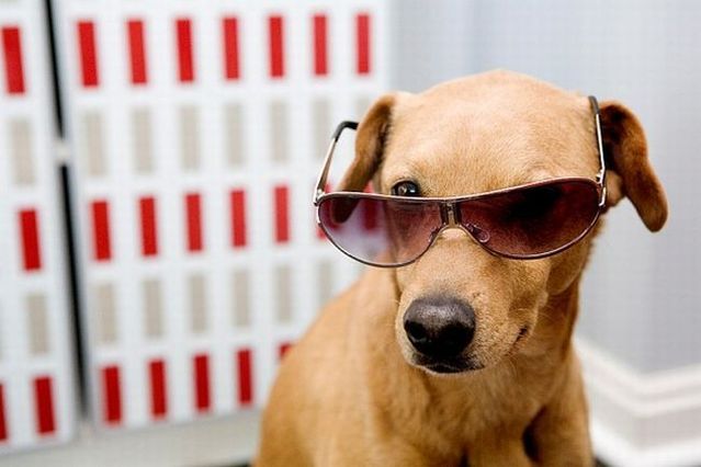 Chuck - the new star of the Internet (51 pics)