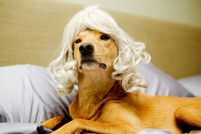 Chuck - the new star of the Internet (51 pics)