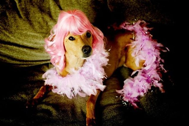 Chuck - the new star of the Internet (51 pics)