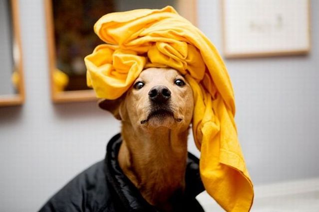 Chuck - the new star of the Internet (51 pics)