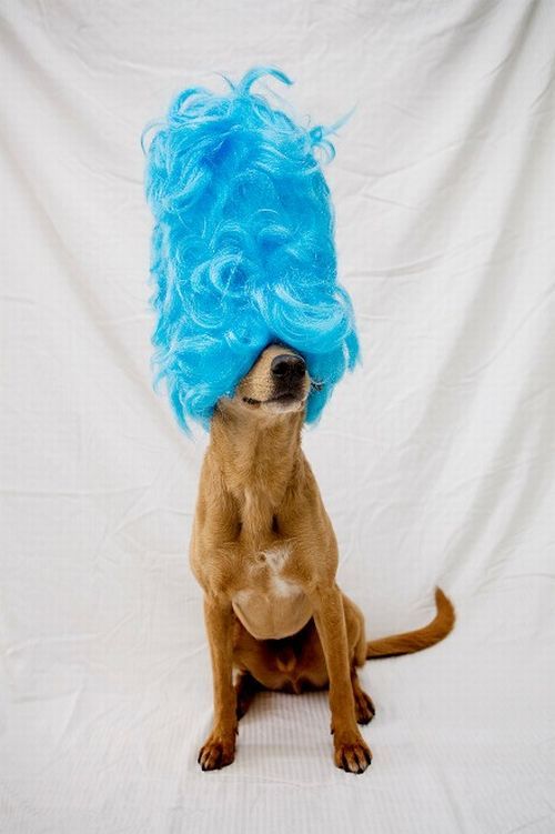 Chuck - the new star of the Internet (51 pics)