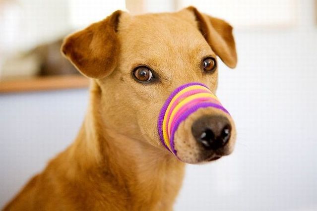 Chuck - the new star of the Internet (51 pics)