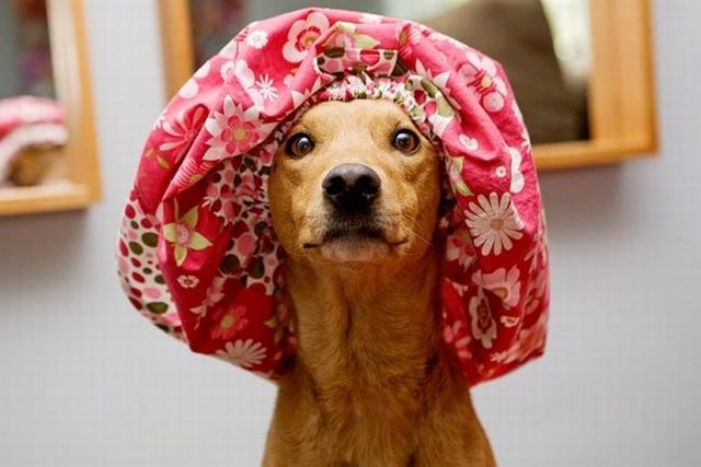 Chuck - the new star of the Internet (51 pics)