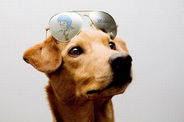 Chuck - the new star of the Internet (51 pics)