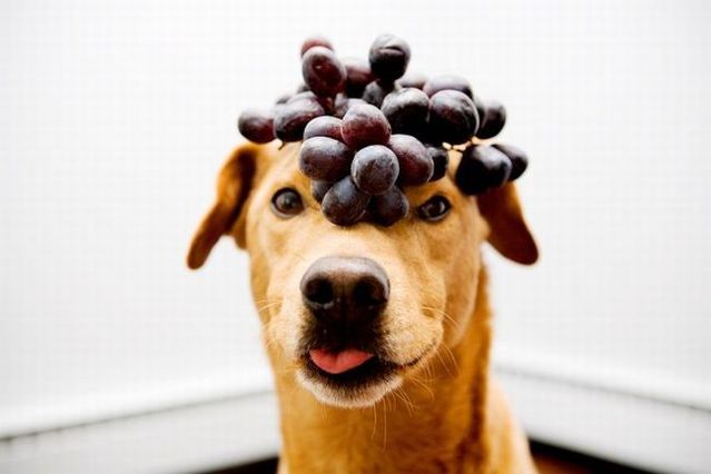 Chuck - the new star of the Internet (51 pics)