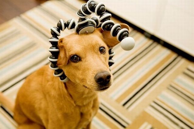 Chuck - the new star of the Internet (51 pics)