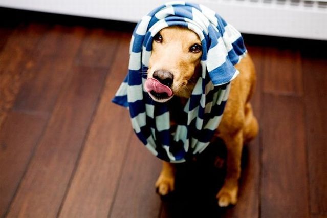 Chuck - the new star of the Internet (51 pics)