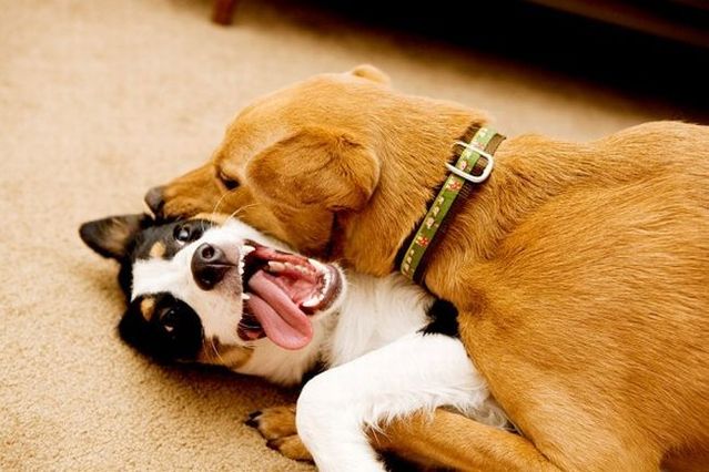 Chuck - the new star of the Internet (51 pics)