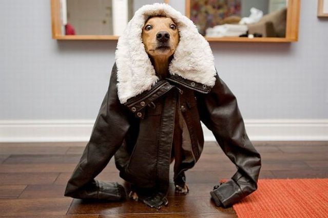 Chuck - the new star of the Internet (51 pics)