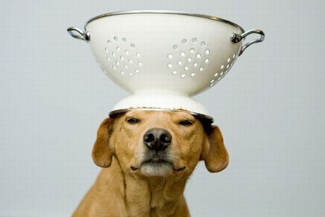Chuck - the new star of the Internet (51 pics)