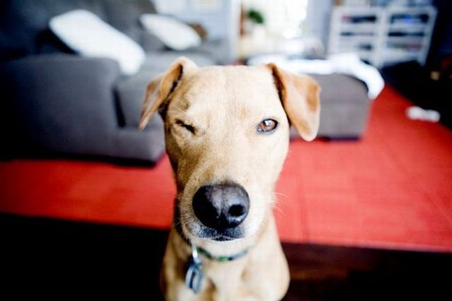 Chuck - the new star of the Internet (51 pics)