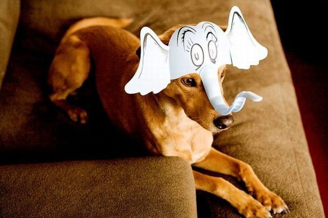 Chuck - the new star of the Internet (51 pics)
