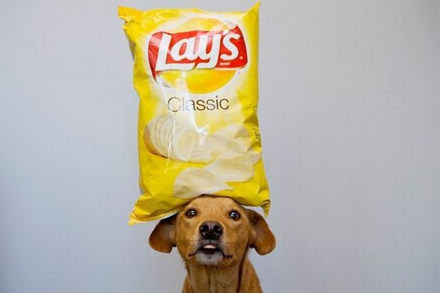 Chuck - the new star of the Internet (51 pics)