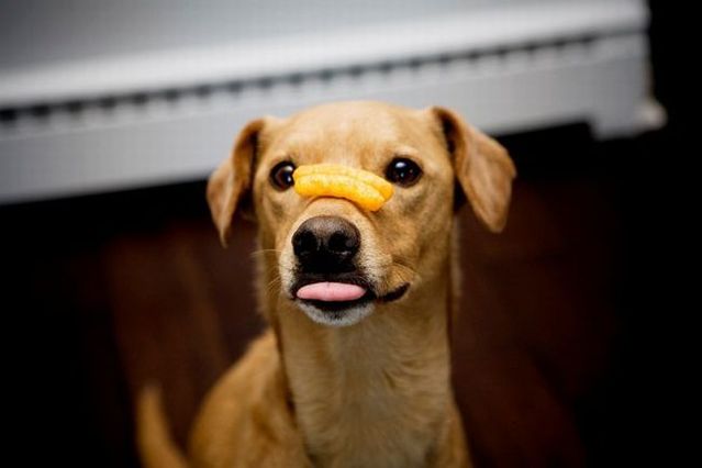 Chuck - the new star of the Internet (51 pics)