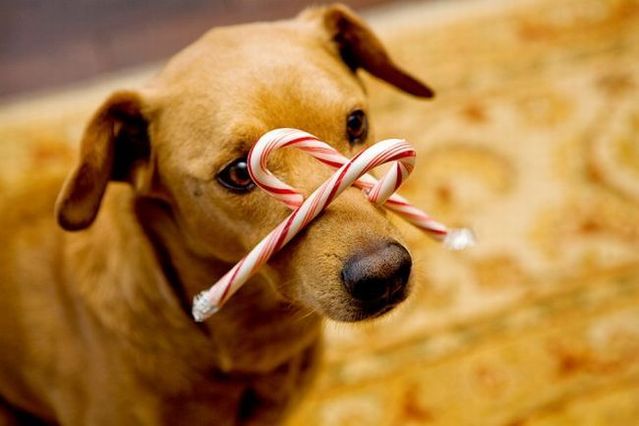 Chuck - the new star of the Internet (51 pics)