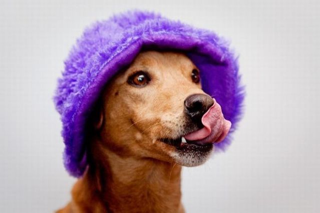 Chuck - the new star of the Internet (51 pics)