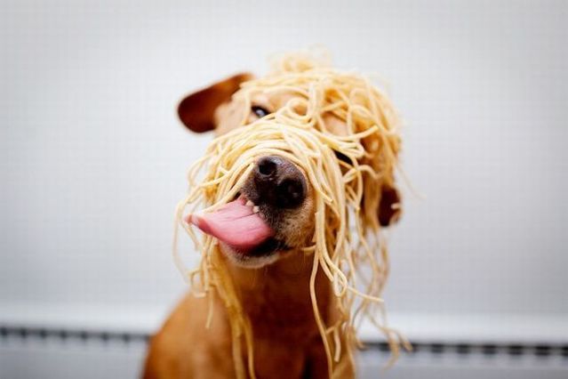 Chuck - the new star of the Internet (51 pics)
