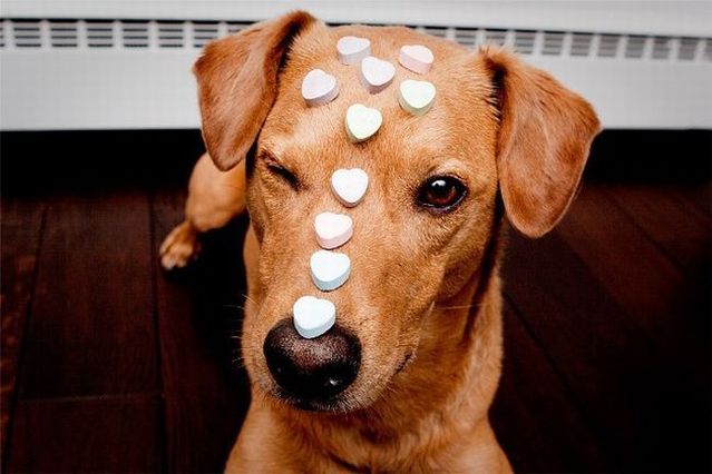 Chuck - the new star of the Internet (51 pics)