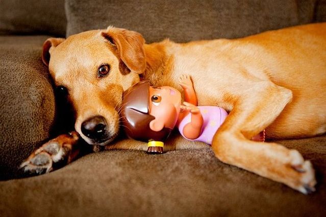 Chuck - the new star of the Internet (51 pics)