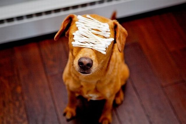 Chuck - the new star of the Internet (51 pics)