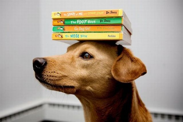 Chuck - the new star of the Internet (51 pics)