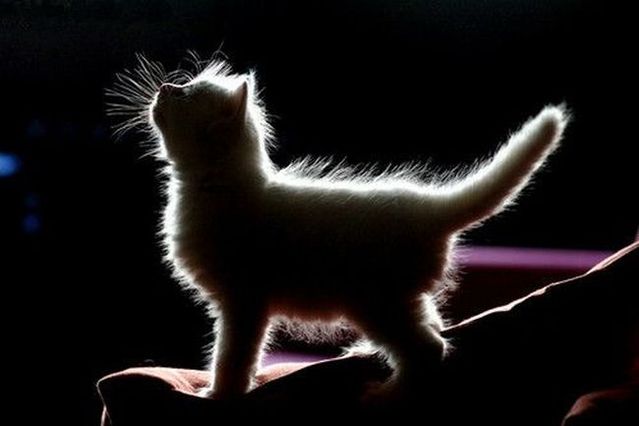 These funny animals (36 pics)