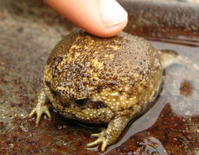 These funny animals (36 pics)