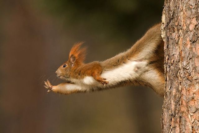 These funny animals (36 pics)