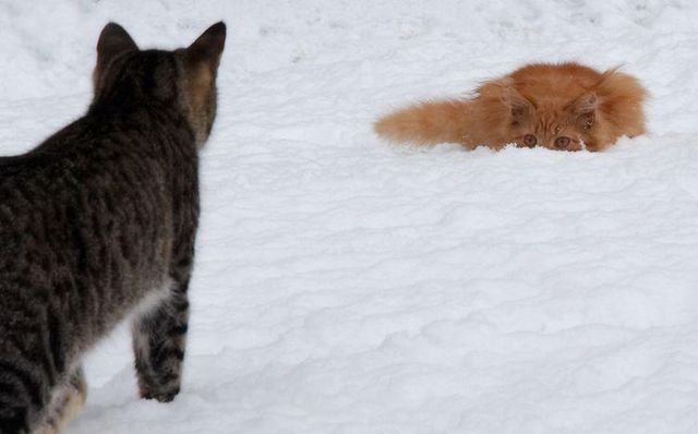 These funny animals (36 pics)