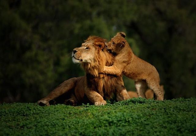 These funny animals (36 pics)