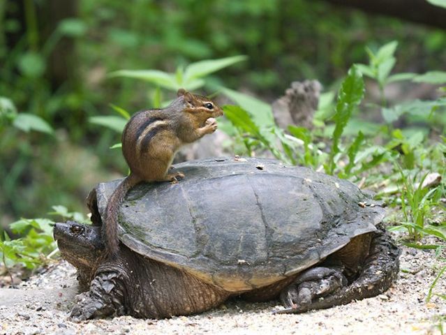 These funny animals (36 pics)