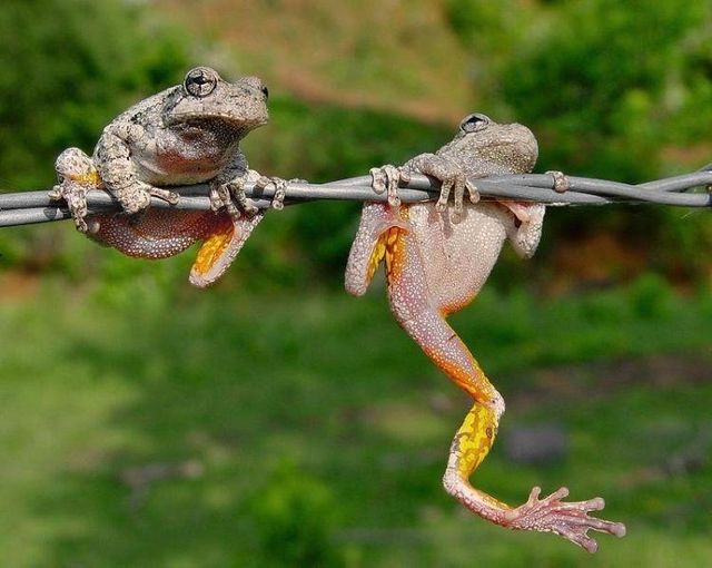 These funny animals (36 pics)